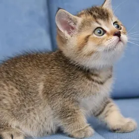 Прямоухая девочка