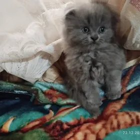 шотландские вислоухие