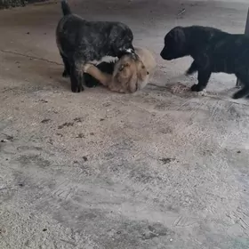 алабай кучуклер