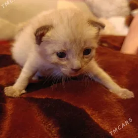 Сфинкс -браш