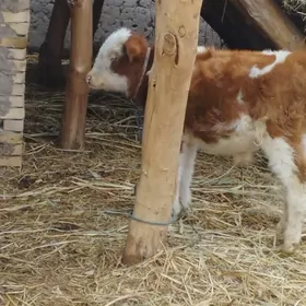 okuzce simental tana