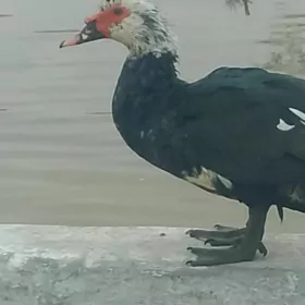 yagdayy gowy onsuk bar