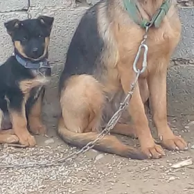 авчарка   немисги