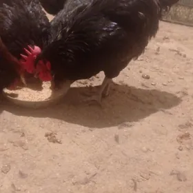 Towuk  Sazada Amerkaniski