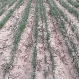 Гызыл соган тохум.