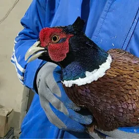 Yabany Sulgun-Kakilik