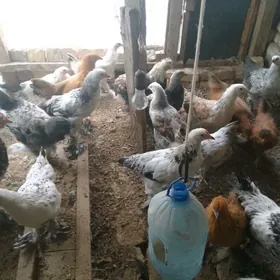 Brama 1 aýdan guzlamaly