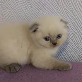 шотландские котята