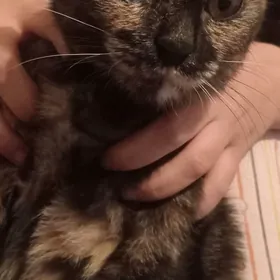 turkmenabatadres zamost Gogo