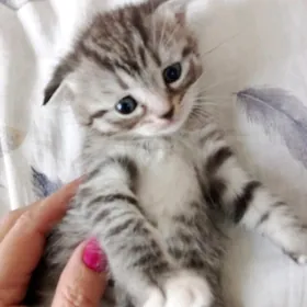 Девочка Шотландского вислоухог