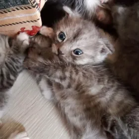 Мальчик Шотландского вислоухог