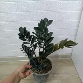 ЗАМИОКУЛЬКАС