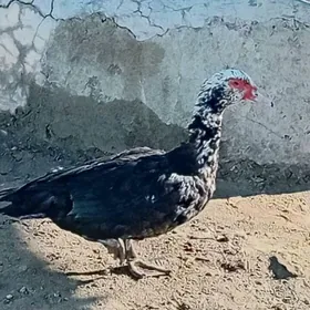 ördek towuk juje karlik kohnik