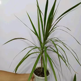 ДРАЦЕНА МАРГИНАТА