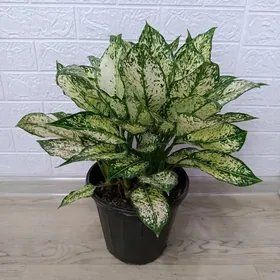 АГЛАОНЕМА ДАЙМОНД