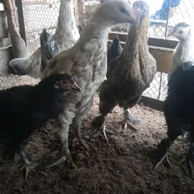 Daminat miramir juýjeler