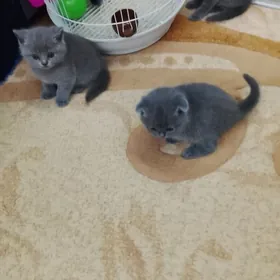 котята шотланд.страйт и фолд