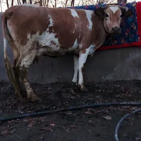 Simental süÿytly sygyr