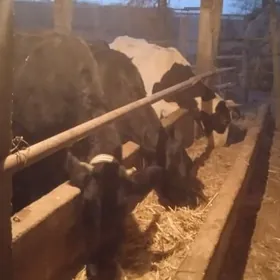 galyşteýin sygyrlar