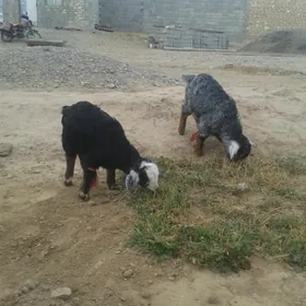 Козлята,owlak