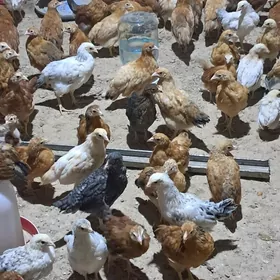 JüýjeJüýjejüýje