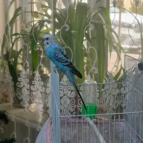 волнистые попугай