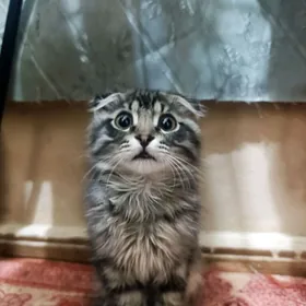 pisikjek катёнак вислаухий