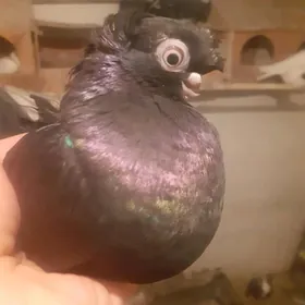 kepderi голуби