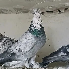 Пара двухчубых