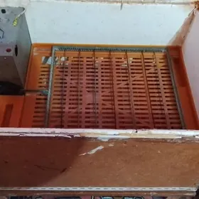 inkibator orysynky  ozi aylaya