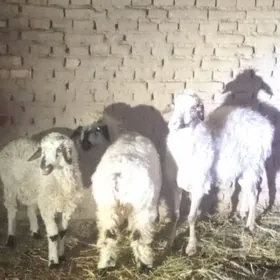 ak guzuly goýun ,tokly