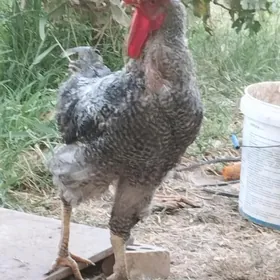 Gigant towuk yumurtgasy