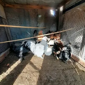 Alaska towsan tuy we yožikler