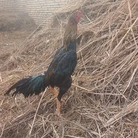 байсов жуже