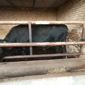 chorny pyoster  okuz