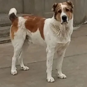 ýekemen türkmen Alabaýy