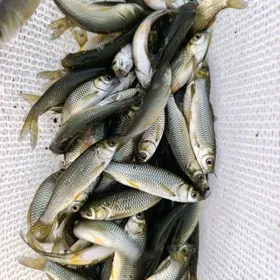 Malýok малйок