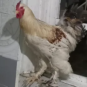 Brama horaz   Брама хораз