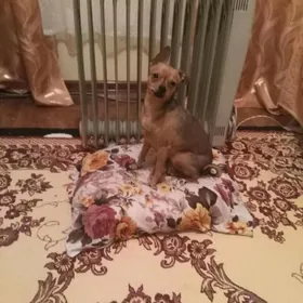 щенки той терьер güjükler