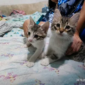 Коты Pisik 2 sana erkek pişik