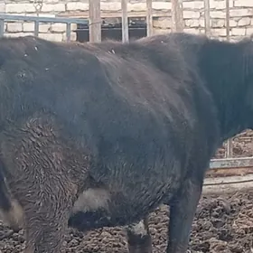 Yetik bogaz sygyrlar