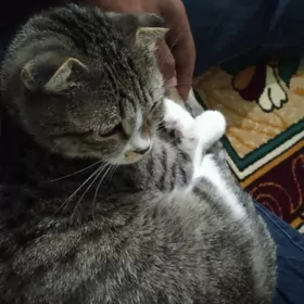 Висла ухи шотландский