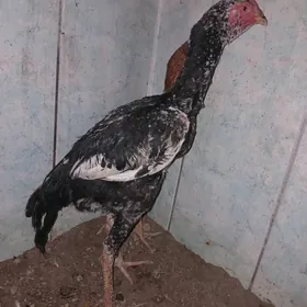 Алажа хораз