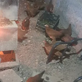 Towk juje 3ay bolon 100 sany