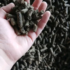 öküz goýun iým towuk sygyr