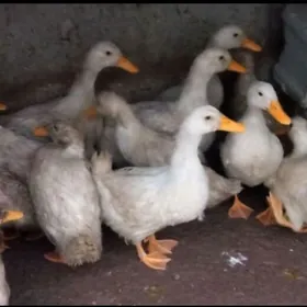 Ördek  indutga gus towuk induk