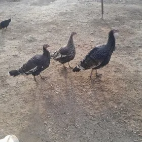 induk towuk indautga