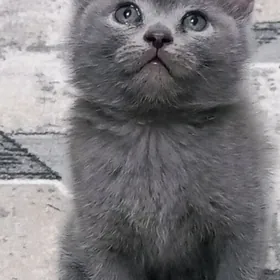 шотландская вислоухая shotlan