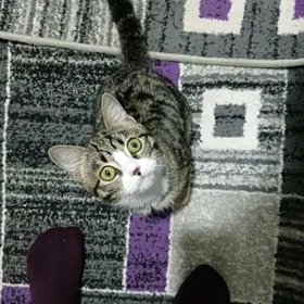 Кошка девочка в добрые руки