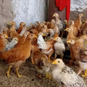 Tejen paroda 3aylyk juyjeler